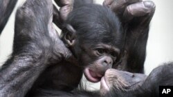 Three weeks old Bonobo baby Luebo is crawled by his mother Lisala