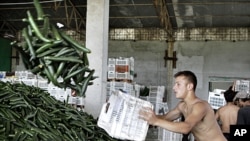 A man carries cucumbers collected for destruction at a greenhouse compound outside Bucharest, Romania, June 6, 2011.