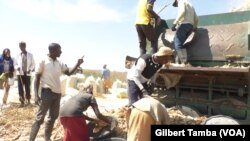 John Buhari-Waziri, coordonnateur général dirige les opérations de la start-up Thrive Agric (VOA/ Gilbert Tamba).