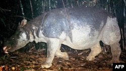 ແຮດຊະວາ ຫຼື Javan rhino ຊຶ່ງເປັນສັດພື້ນເມືອງຂອງຫວຽດນາມທີ່ປະກາດວ່າໄດ້ສູນພັນໄປແລ້ວໃນປີ
2011