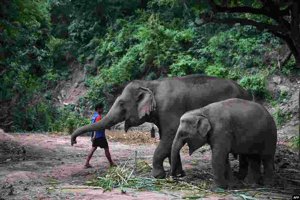 سیاحتی مقامات بند ہونے سے کئی ہاتھی خوراک کی تلاش میں مقامی آبادیوں کا رُخ کر رہے ہیں جس سے مقامی آبادی کو بھی خطرات لاحق ہیں۔ &nbsp;
