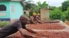 FILE - Cocoa farmers in Ghana dry out the cocoa beans before they sell them.