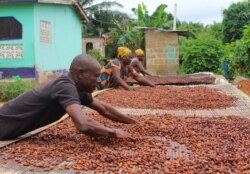 Cocoa farmers in Ghana dry out the cocoa beans before they sell them.