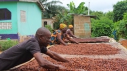 La Côte d'Ivoire et le Ghana doivent contrôler leurs approvisionnements en cacao