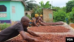 FILE - Cocoa farmers in Ghana dry out the cocoa beans before they sell them.