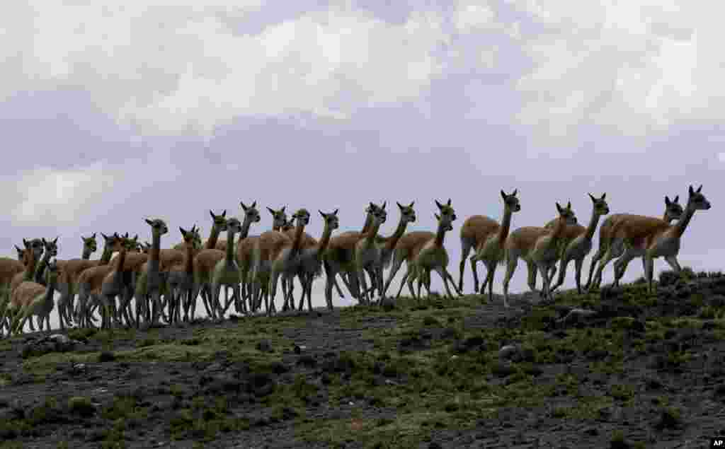 Wild vicuñas run inside a temporary corral at the Apolobamba protected nature reserve, near the Andean village of Puyo Puyo, Bolivia, Sept. 26, 2021.