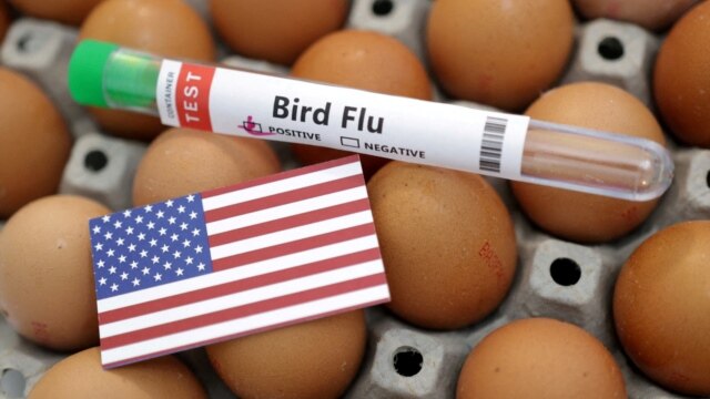 Ціни на яйця в США досягли рекордів через пташиний грип. Відео - лютий 21, 2025 episode artwork