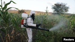 FILE - A man sprays pesticides against a swarm of locusts at a farm in Jawaha village near Kamise town, Amhara region, Ethiopia, Oct. 15, 2020. (Reuters)