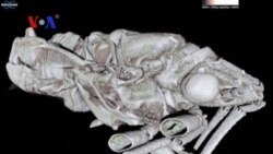 Imaging Technology Helps Study Invasive Insect Destroying Citrus Groves