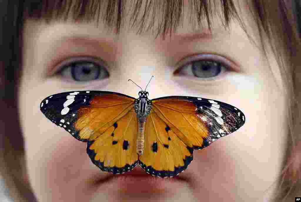 Georgia Ball Keely, 4, holds still as a Danaus Chrysippus or &#39;plain tiger&#39; butterfly lands on her nose at the Natural History Museum in London, Tuesday, March 31, 2015.