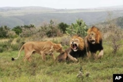 These lions on Kariega Game Reserve are part of a pride that once briefly escaped from the confines of the park