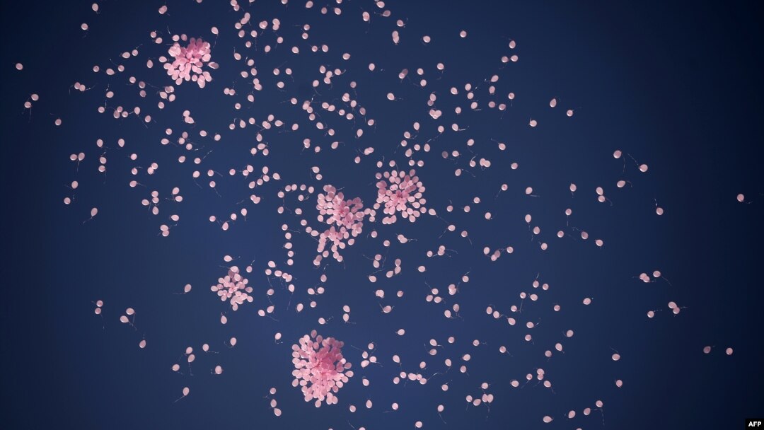 FILE - 1200 pink balloons flying in the sky of Sofia, Bulgaria, as part of a campaign to raise awareness and promote prevention and treatment of breast cancer, Oct. 29, 2013. 