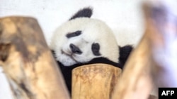 FILE - A one-year-old panda Fu Bao born to Yang Yang takes a nap at the top of a tree at the end of the visitors hours at Schoenbrunn Zoo in Vienna, Austria, Aug. 27, 2014. 