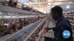 Kenyan Animal Rights Groups Campaign Against Chicken Caging