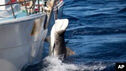 In this photo released by Sea Shepherd, a male tiger shark hangs tied up on a fishing boat off Moses Rock on the Western Australian coast.