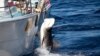 Australian Shark Fear Survey Shows Little Support for Culling