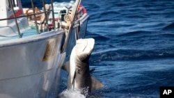 In this photo released by Sea Shepherd, a male tiger shark hangs tied up on a fishing boat off Moses Rock on the Western Australian coast, Feb. 22, 2014.