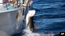 In this photo released by Sea Shepherd, a male tiger shark hangs tied up on a fishing boat off Moses Rock on the Western Australian coast, Feb. 22, 2014.