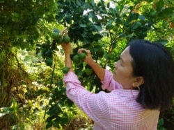 Elina Sihombing sibuk merawat tanaman jeruk purut di lahan seluas hampir satu hektar (foto: courtesy).