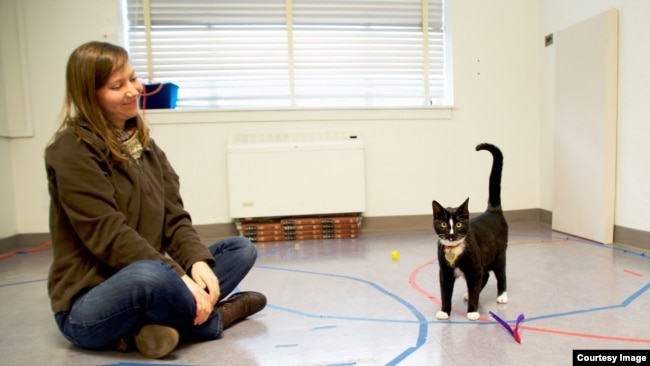 A cat displays secure attachment behavior with researcher Kristyn Vitale in the Human-Animal Interaction Lab at Oregon State University. (Photo: Oregon State University)