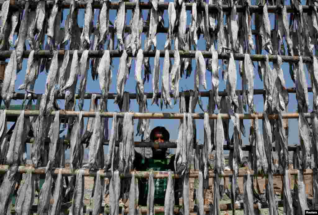 Seorang pria mengeringkan ikan hasil tangkapannya pada tiang-tiang bambu di Mumbai, India.