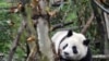 China Begins Sending Captive Pandas Into the Wild