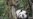 China Begins Sending Captive Pandas Into the Wild