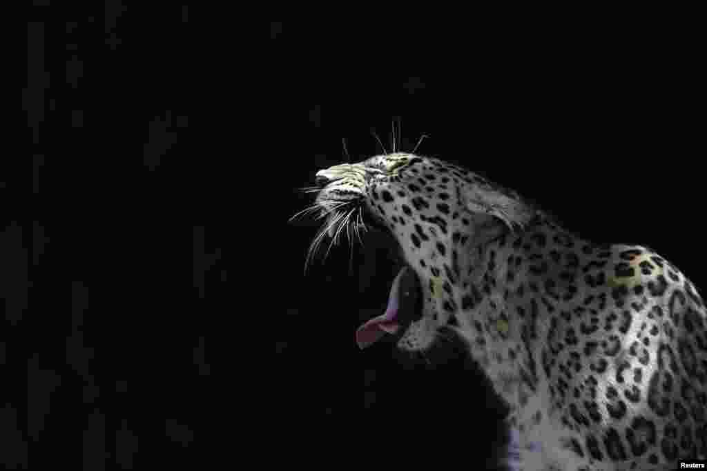 A leopard yawns inside its enclosure at the Madrid Zoo, Spain.