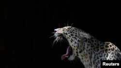 File - A leopard yawns inside its enclosure at the Madrid Zoo July 23, 2013. 