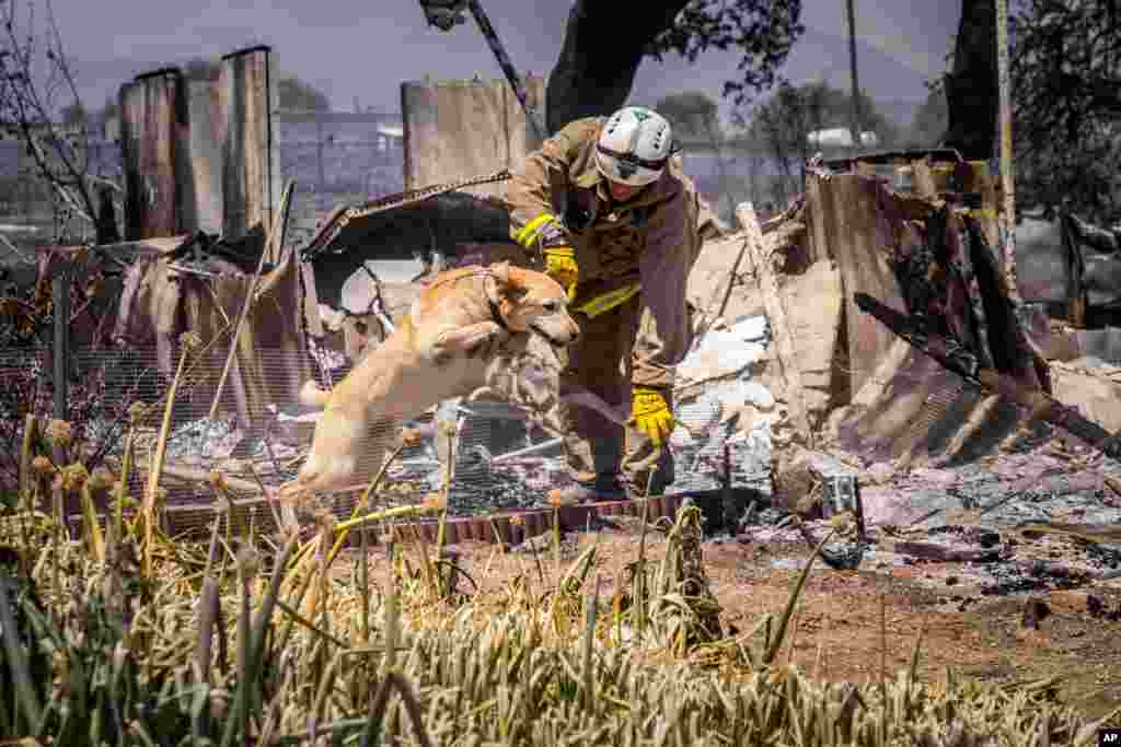 In this photo provided by the San Bernardino County Fire Department, a San Bernardino Fire Department firefighter works with a cadaver dog searching the ruins for anyone who may have been overrun by the flames of a wildfire along State Route 138, in Phela
