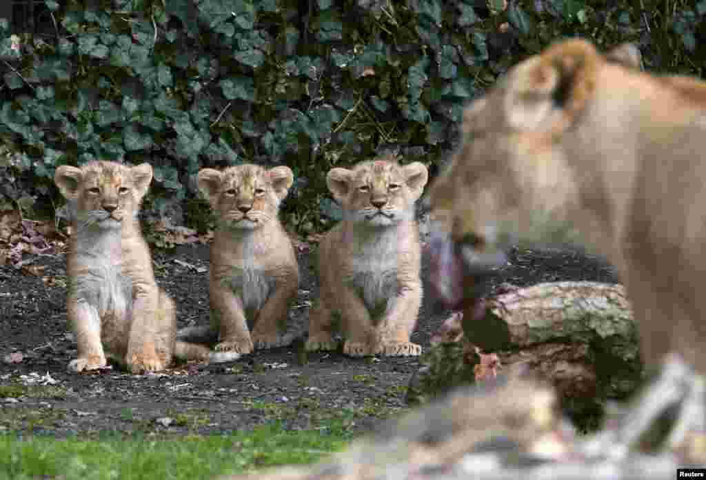 Three Asian lion cubs sit next to their mother Lorena while being presented to the public at the Planckendael Park in Mechelen, Belgium.