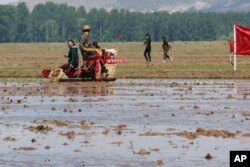 Petani di pertanian koperasi Chongsan-ri mulai menanam padi untuk tahun ini pada Selasa, 12 Mei 2020, di Nampho, Korea Utara. (Foto: AP)