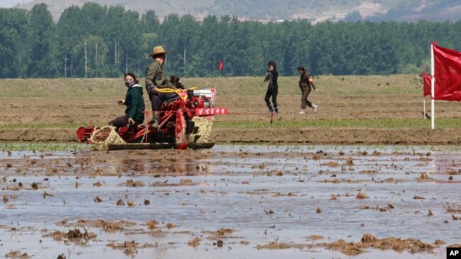 지난해 5월 북한 남포 협동통장에서 농부들이 모내기를 하고 있다.
