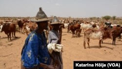 FILE: Cattle herders just south of Douentza, Mali, June 24, 2016. 