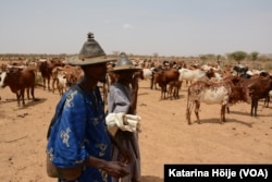 Cattle herders just south of Douentza, Mali, June 24, 2016.