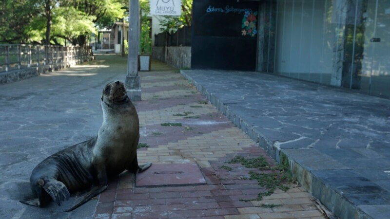 Travel Ban Threatens Livelihoods on Distant Galapagos Islands