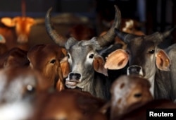 Rescued cattle are seen at a "goushala", or cow shelter, run by Bharatiya Gou Rakshan Parishad, an arm of the Hindu nationalist group Vishwa Hindu Parishad (VHP), at Aangaon village in the western state of Maharashtra, in this Feb. 20, 2015 file photo.