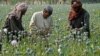 La production d'opium atteint de nouveaux plafonds en Afghanistan