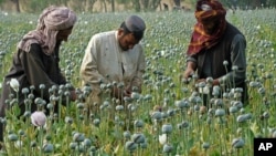 Des agriculteurs afghans récoltent de l'opium, Afghanistan, avril 2014. 