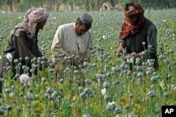 FILE -- Afghan farmers harvest opium in Helmand province, Afghanistan, in April 2014.