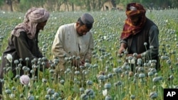 FILE - Afghan farmers harvest opium in the Helmand province of Afghanistan in April, 2014. 
