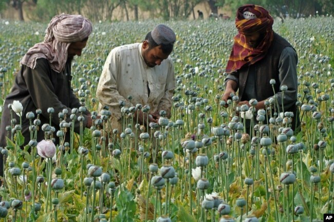 FILE -- Afghan farmers harvest opium in Helmand province, Afghanistan, in April 2014.