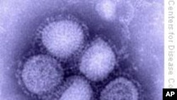 Health Officials Report 7 Swine Flu Deaths in Iraq