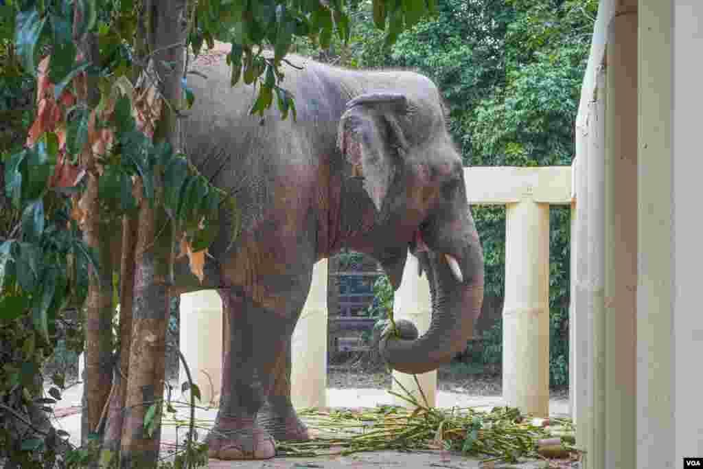 ​​​​ដំរី​ឈ្មោះ​កាវ៉ាន​ (Kaavan) ដែល​ត្រូវ​បាន​គេស្គាល់ថា​ជាដំរី​ឯកោ​ បាន​ចាប់ផ្តើម​សម្រប​ខ្លួន​ទៅនឹង​ស្ថានភាព​រស់នៅ​ នៅ​ដែន​ជម្រក​សត្វព្រៃ​នៅ​កម្ពុជា​ ខេត្ត​ឧត្តរមានជ័យ​ នៅ​ថ្ងៃទី​០១ ខែធ្នូ​ ឆ្នាំ​២០២០។ (ខាន់ សុគុំមនោ/VOA)