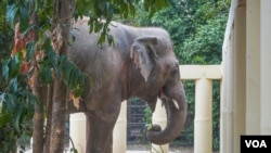 Kaavan, seekor gajah Asia memulai hidup baru di Kamboja (foto: dok). 