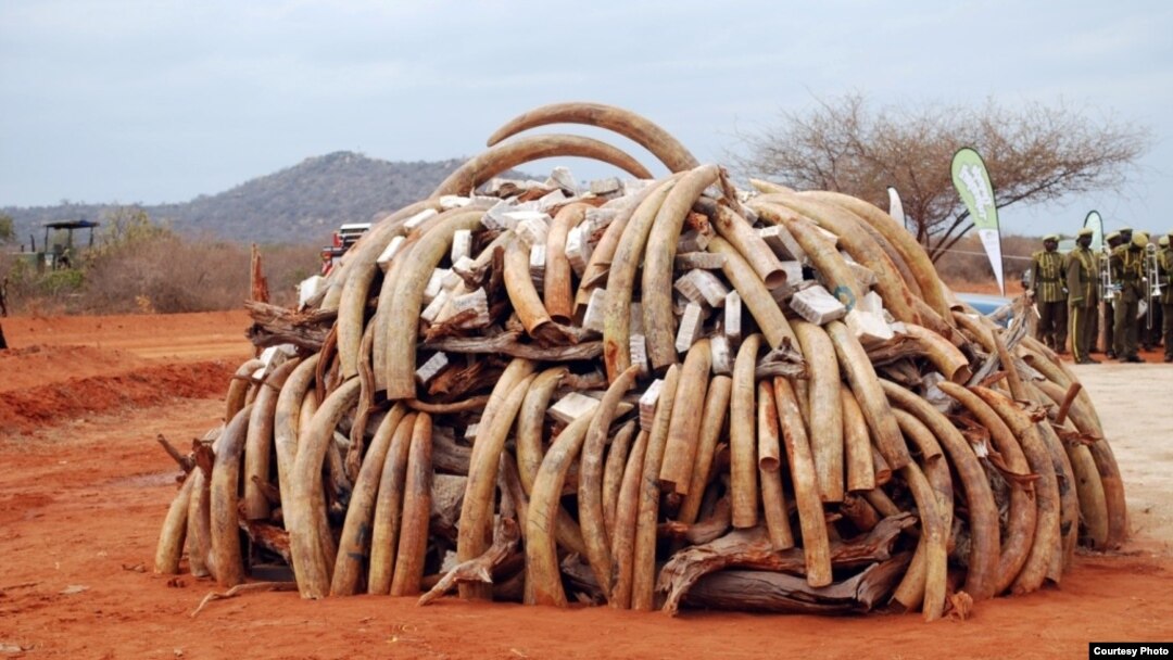 Ivory that was confiscated in Singapore in 2002 and returned to Kenya was burned during the first African Elephant Law Enforcement Celebrations held on July 20, 2011 at Kenya Wildlife Services Field Training School at Manyani, Kenya. (Steve Njumbi / IFAW)