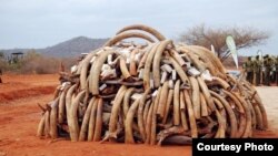 Ivory that was confiscated in Singapore in 2002 and returned to Kenya was burned during the first African Elephant Law Enforcement Celebrations held on July 20, 2011 at Kenya Wildlife Services Field Training School at Manyani, Kenya. (Steve Njumbi / IFAW)