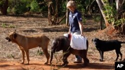 FILE - Seven-and-a-half month old orphaned elephant calf named Moses takes his daily walk with pet dogs Barney, left, Bagheera right, and foundation owner, Jenny Webb, center, at their home in Lilongwe, Malawi, Oct. 8, 2012..