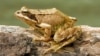 Frogs Could Provide Big Leap in Antibiotics