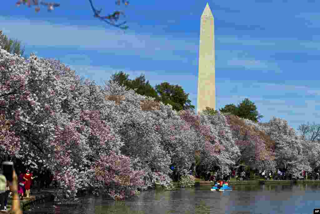 People walk along the Tidal Basin, visiting of what is left of the cherry blossoms in Washington, D.C., April 2, 2017.